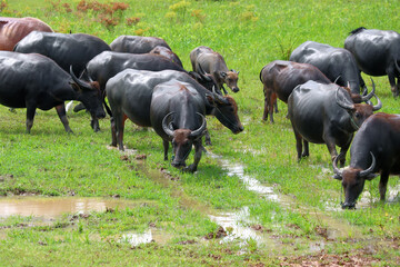 asian water buffalo or bubalus bubalis