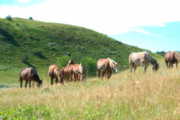 Naklejka na ściany i meble Wild horses graze together in a prairie