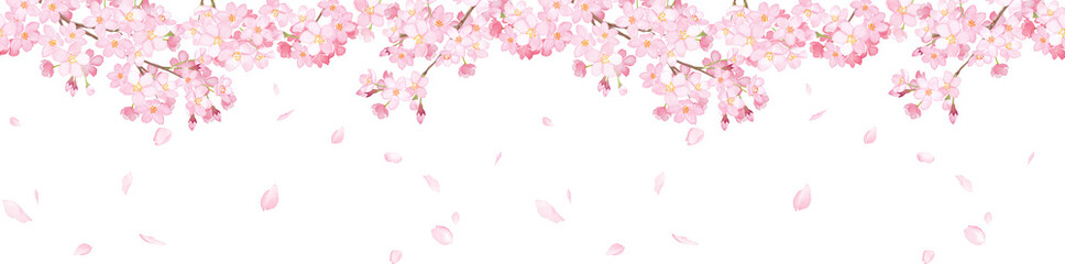 桜と散る花びらの横方向シームレスパターン。水彩イラスト。フレーム装飾。（透過背景） © Keiko Takamatsu