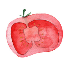 Naklejka na ściany i meble Hand drawn watercolor illustration vegetable tomato
