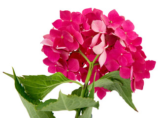 inflorescence of pink hydrangea isolated on transparent background with white