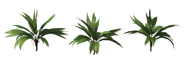 Tropical plants on a transparent background
