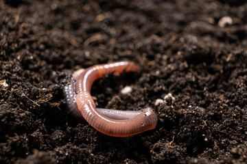 Big beautiful earthworm in the black soil, close-up.