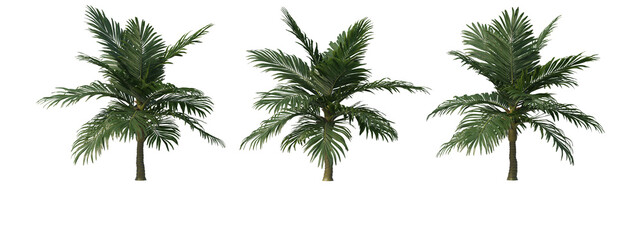 Tropical plants on a transparent background
