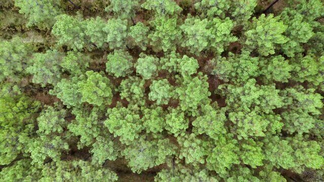 Envol au dessus des pins