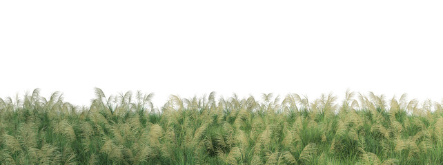 Meadow on a transparent background
