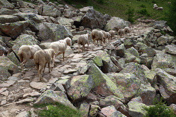 A few sheep cross a stony path to join the rest of the herd (Haut Verdon, Parc du Mercantour,...
