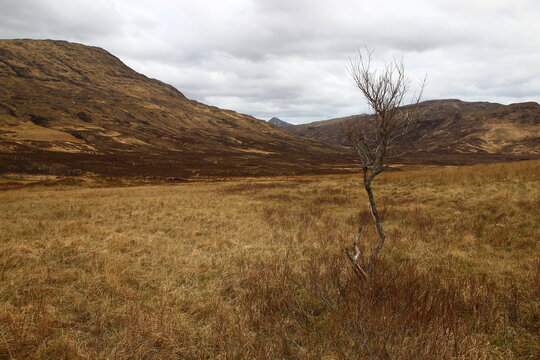 A dry, isolated shrub on Strathaird moorland, Isle of Skye peninsula, in April (John Muir Trust, Isle of Skye, Scotland).