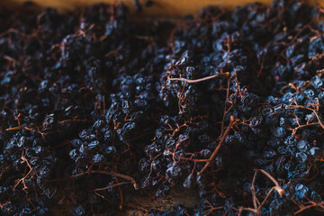 Close-up from above on some bunches of withered black grapes in a box during wine tasting.
Withered...