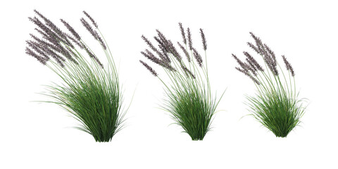 Grass on a transparent background
