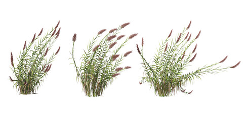 Grass on a transparent background
