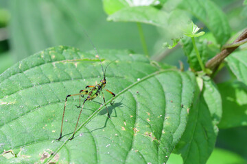 アシグロツユムシの幼虫（埼玉県/7月）