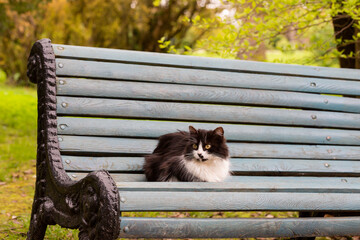 cute fluffy kitty is lying on a wooden bench in a city park. The life of street homeless animals