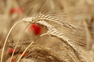 Ears of wheat on the field on red poppies background. Rural scene, background for harvest and...
