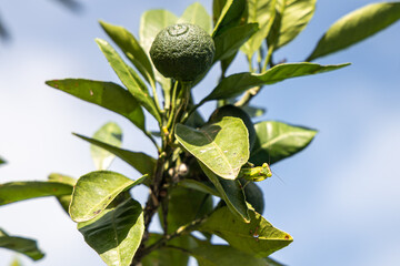 Group of fresh green mandarins with green leaves is on the tree in the garden