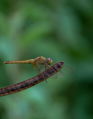 dragonfly on a leaf