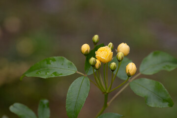 Small yellow roses Rosa banksiae illuminated by the sun in the garden selective focus