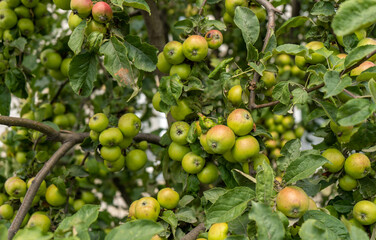 Apple trees loaded with apples in an orchard. Autumn seasonal harvest. red ripe apples on a branch in orchard. Organic farming, gardening, vegetarian eco food.