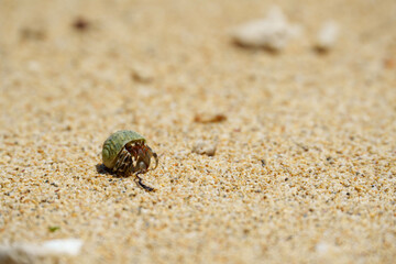 海辺のヤドカリ