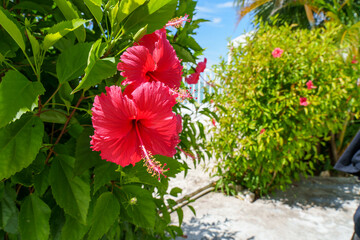 ハイビスカス