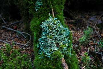 Detail of lichen on tree root.