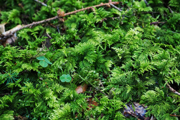 Detail of moss leaves in nature.