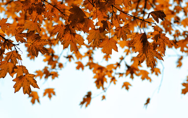 Autumn leaves on the sky