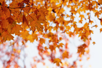 Autumn leaves on the sky