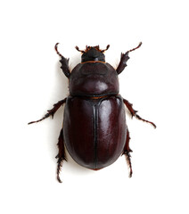 Beetle isolated on white