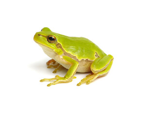 Green tree frog isolated on white