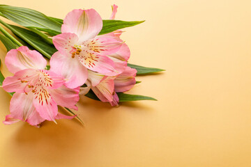 Pink flowers of alstroemeria on a yellow background. Space for text. The concept of celebration, love, beauty. Birthday, March 8, Valentine's Day, Mother's Day. Floral background.