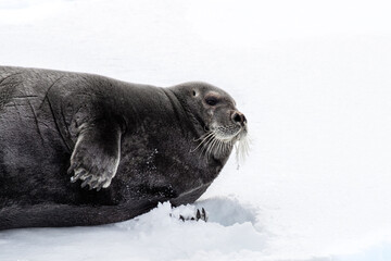 Adult bearded seal, erignathus barbatus,, resting on the fast ice of Svalbard, a Norwegian...