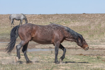 Fototapeta premium Wild Horse in Spring in the Utah Desert