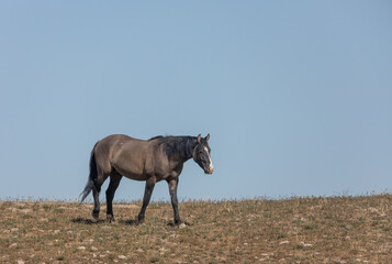 Fototapeta na wymiar Wild Horse in Spring in the Utah Desert