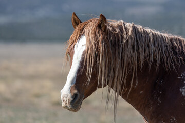Wild Horse in Spring in the Utah Desert