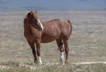 Wild Horse in Spring in the Utah Desert