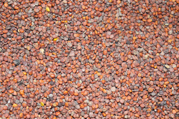 asparagus seed stock on shop