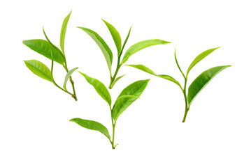 Tea leaves isolated on transparent png background