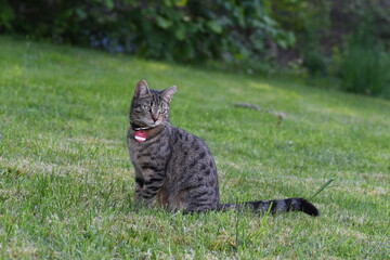 Katze  auf Wiese