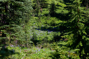 Wildflowers in a forest meadow covered with pine trees of various sizes and green vegetation at Nisqually Vista Trail, Mt. Rainier National Park, Washington.