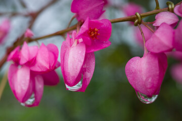 Obraz premium tigon flowers with raindrops