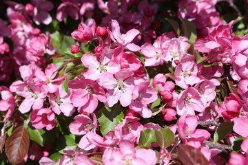 Pink flowers of blossoming apple-tree (grade 