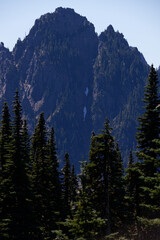 A pine forest leading up to a towering mountain with rocky terrain at Mt. Rainier, Washington.