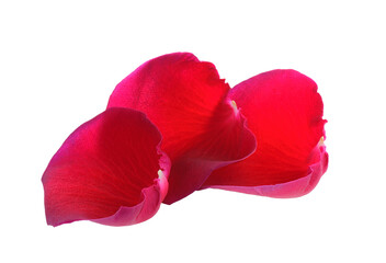 red rose petals on transparent png