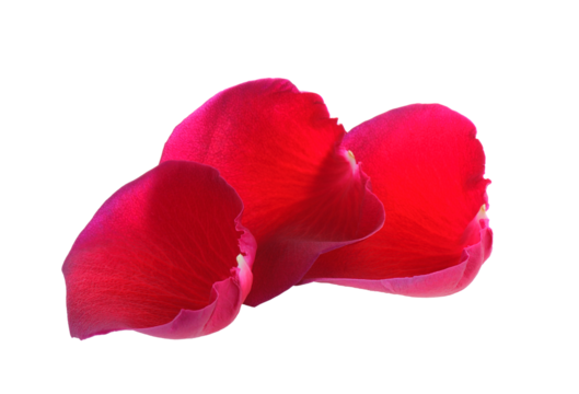 red rose petals on transparent png
