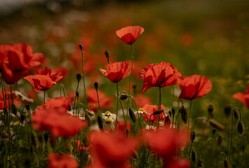 Fototapeta na wymiar Red poppies grow on a summer field