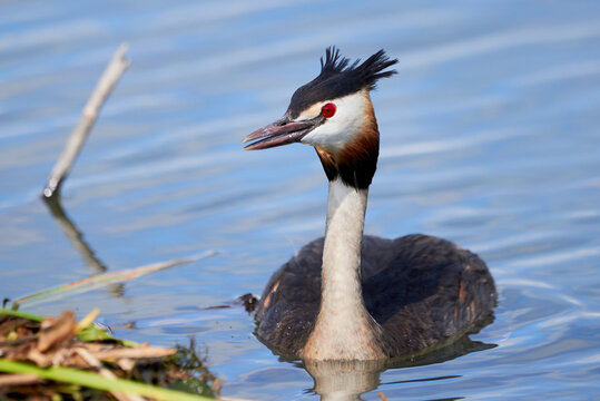 Cristatus Bilder Durchsuchen 16,152 Archivfotos, und