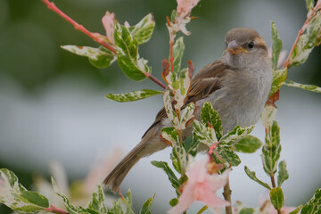 Sparrow on a willow tree