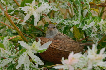 Sparrow on a willow tree hiding in a coconut shell feeder