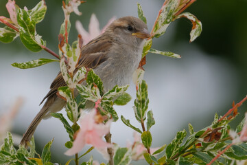 Obraz premium Sparrow on willow tree